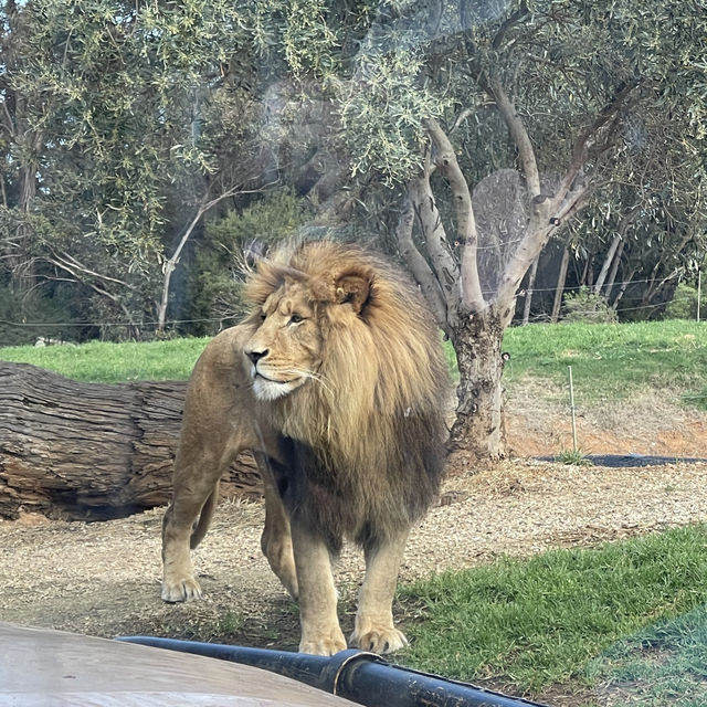 Werribee Open Range Zoo