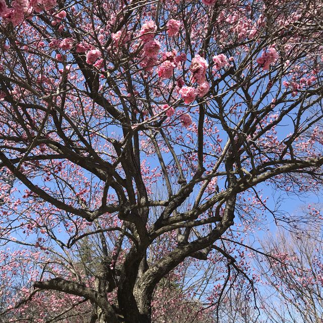 【長野県・上田市】上田城🏯