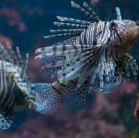 “ Phuket Aquarium ⛱️ แหลมพันวา ภูเก็ต 🐠 🐡🐙🐟