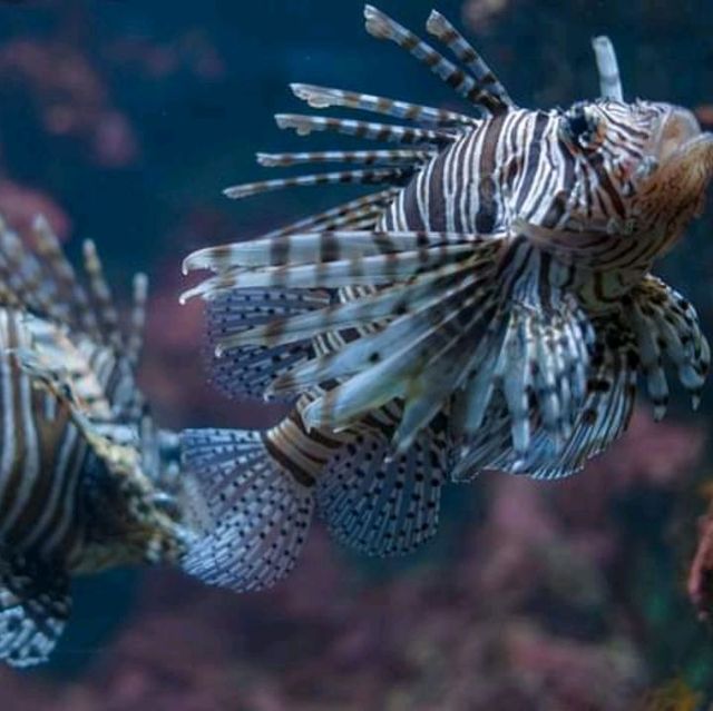 “ Phuket Aquarium ⛱️ แหลมพันวา ภูเก็ต 🐠 🐡🐙🐟