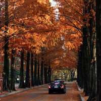 가을을 만끽하는 계명대학교 캠퍼스의 낭만🍂