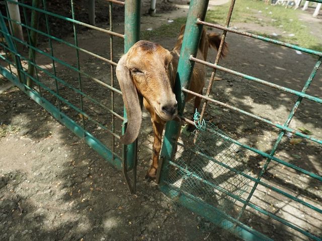 Jelita Ostrich Farm 🦆✨