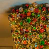 🎄이색적인 거꾸로 트리가 예쁜 연말에가기좋은 카페 [제주, 마마롱]