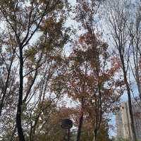 將軍澳輕鬆發現紅葉