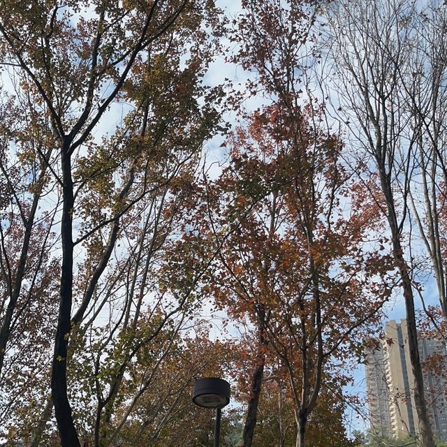 將軍澳輕鬆發現紅葉