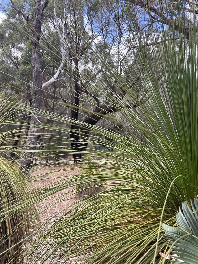 Trees and Twigs @ Yanchep National Park! 🫣🤩