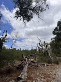 Trees and Twigs @ Yanchep National Park! 🫣🤩