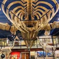 Museum of Osteology