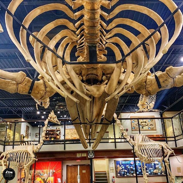 Museum of Osteology