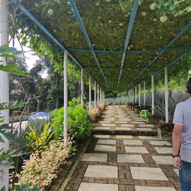 Pineapple Farm! Saudagar Nenas Cafe too! Kajang