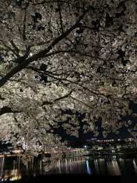[대구] 벚꽃 명소 아양교 기찻길 🚞🌸🌸💗