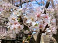 京都　KYOTO SAKURA桜めぐり❗️高瀬川沿いの桜に感動❗️