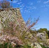 【兵庫 明石城跡】美しき城跡と桜の撮影スポット🌸🌸🌸