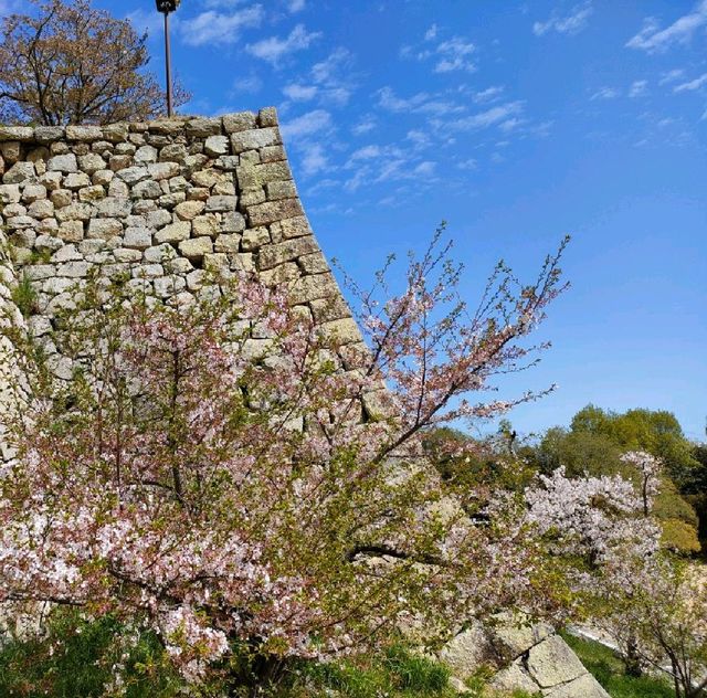 【兵庫 明石城跡】美しき城跡と桜の撮影スポット🌸🌸🌸