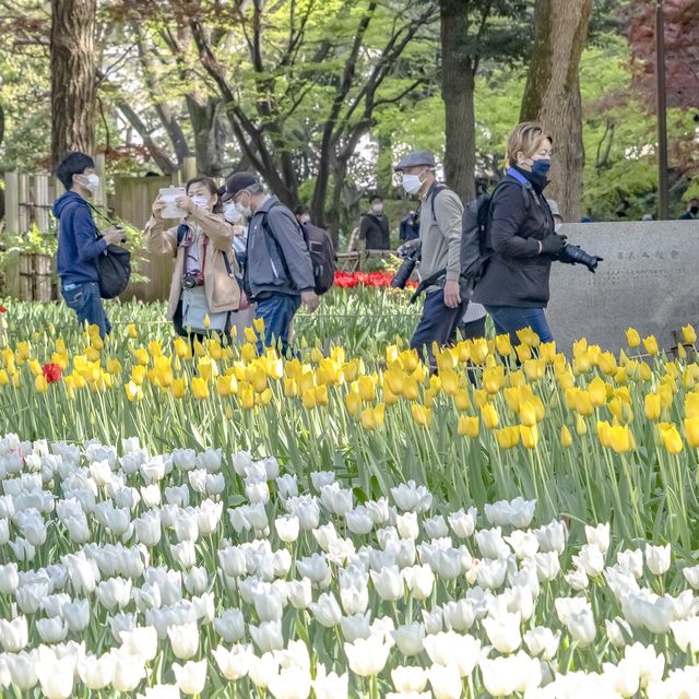 春の横浜公園・日本大通り側