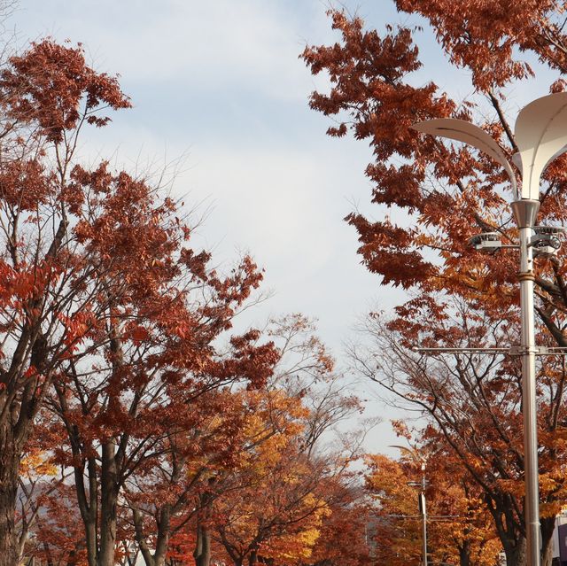 나홀로나무🌳 올림픽공원