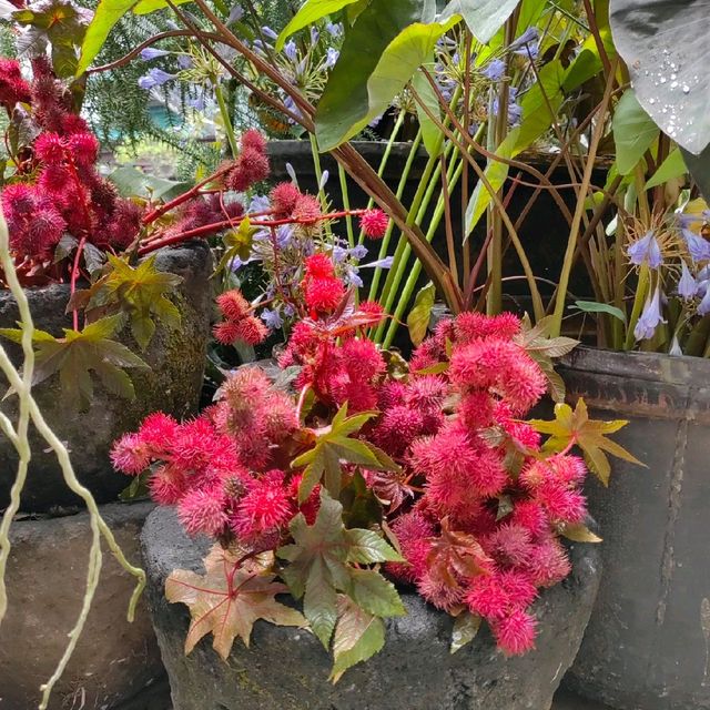 Singapore Garden Festival 2022 @NgeeAnnCity