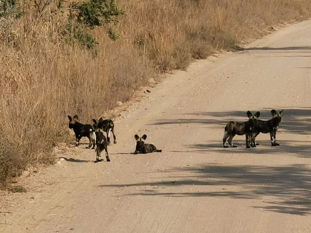 ตะลุยแนวซาหารีกับแอหริกาใต้