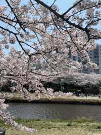 부산 최대 규모의 벚꽃 명소, 온천천🌸