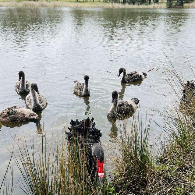 Many places to enjoy your days in Canberra