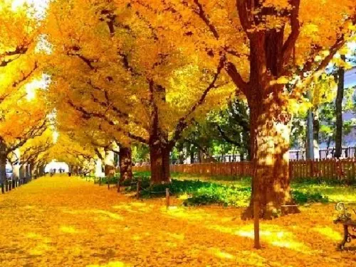 紅葉が綺麗な明治神宮外苑