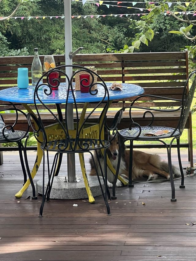 Pet-friendly cafe!