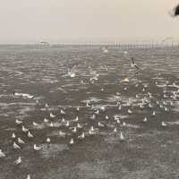 ให้อาหารนก ที่บางปู