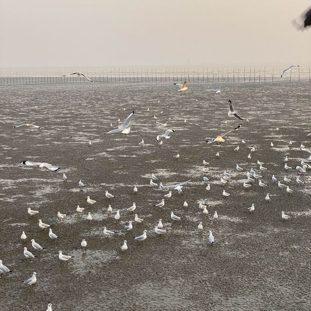 ให้อาหารนก ที่บางปู