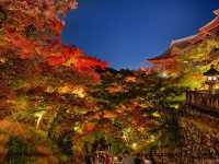 秋の京都。清水寺のライトアップ。『清水の舞台』