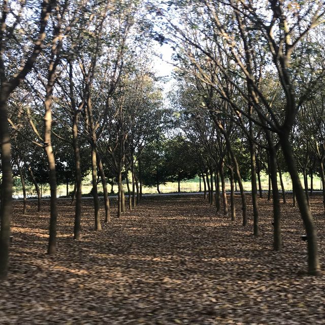 SinghaPark  .. ChiangRai 🌱🌿