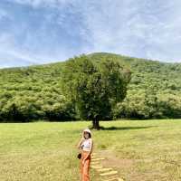 ต้นไม้หัวใจ 🌳 ไร่ทองสมบูรณ์คลับ