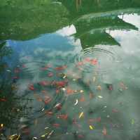 Beautiful park in Lijiang old town