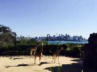 塔龍加動物園 | 悉尼著名遛娃聖地
