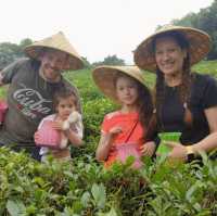 Guilin tea garden 