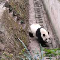 Giant Panda Breeding Research Base, Chengdu