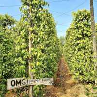 Pepper Plantations - Phu Quoc, Vietnam 