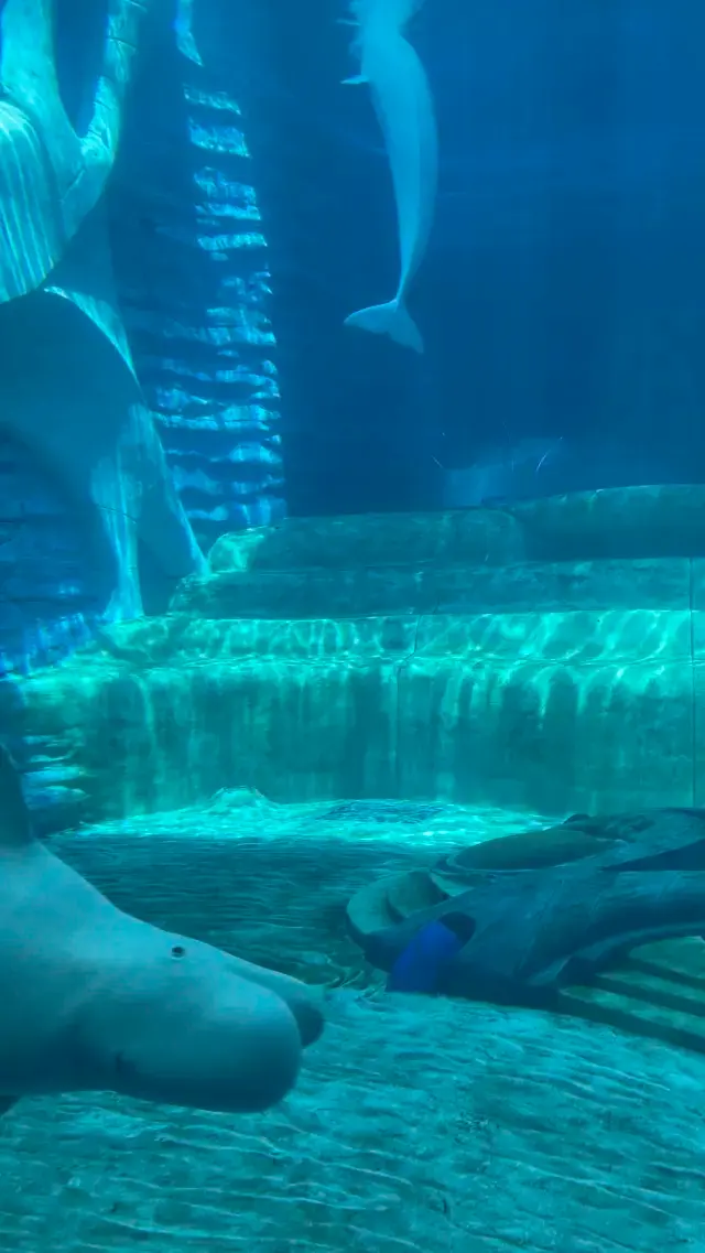Atlantis Aquarium- Sanya 