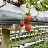 Genting Strawberry Leisure Farm - Malaysia 