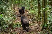 The 3 Day Chimp Tracking in Kibale