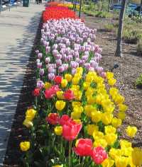 Colorful Tulip Garden and Zoo