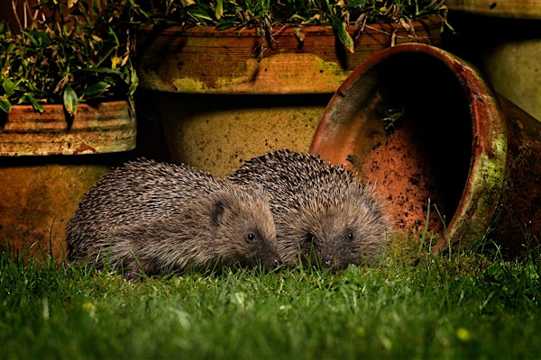 Gardening for Wildlife Day (ELC 2511) | Lackford Lakes Nature Reserve