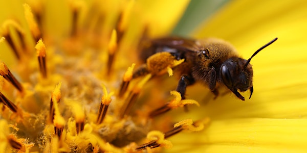 SPFGA Naturalist Series: The Wonderful World of Bees | Ketchamoot Creek Property (the range), 50302 Rge Rd 203