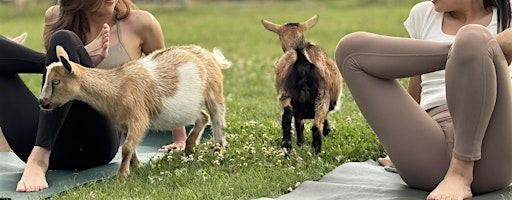 GOGA in the Magical Meadow: Goat Yoga with a Playful Twist ✨ | 2850 Old Vernon Rd