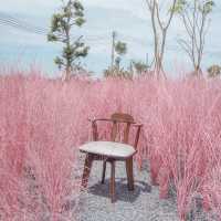 คาเฟ่สุดน่ารักกับทุ่งสีพาสเทล