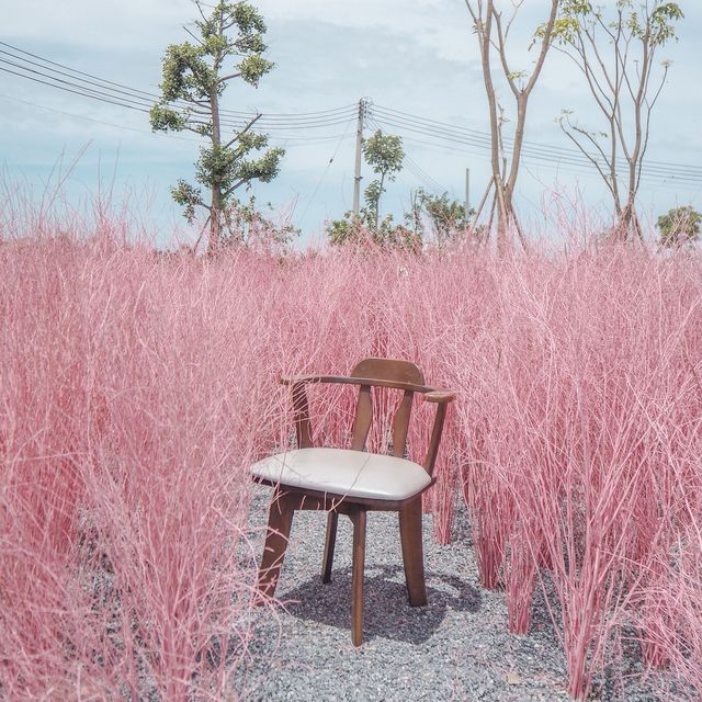คาเฟ่สุดน่ารักกับทุ่งสีพาสเทล