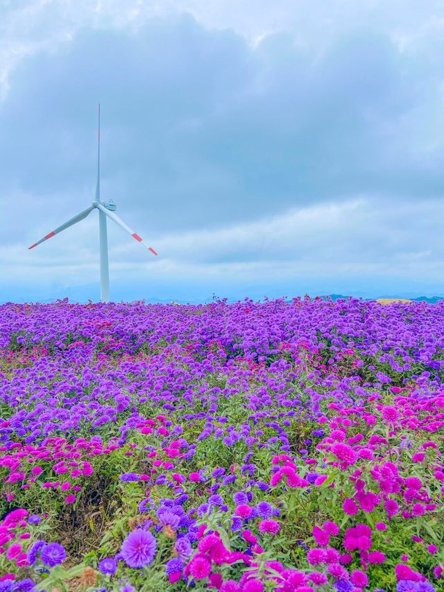 끝없는 보라색, 거창 감악산💜