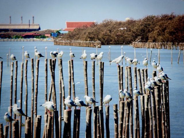 บางปู 🕊
