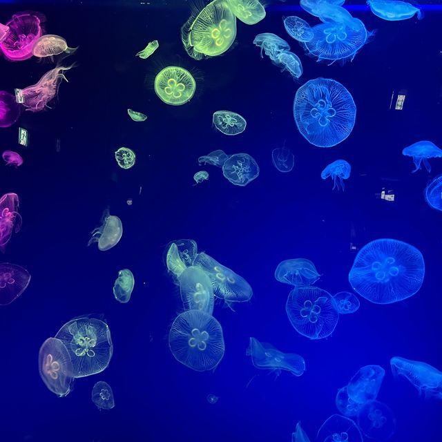 名古屋港水族館🐟