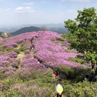역시 철쭉은 황매산