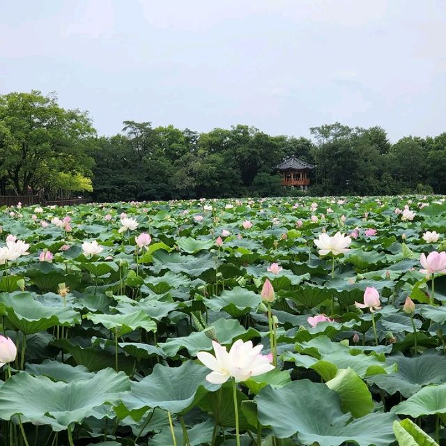 전주 덕진공원- 6.7월에만 볼수있는 연꽃